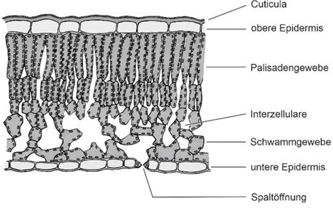 Querschnitt eines Blattes: Cuticula, obere/untere Epidermis, Palisaden- und Schwammgewebe, Spaltöffnung.